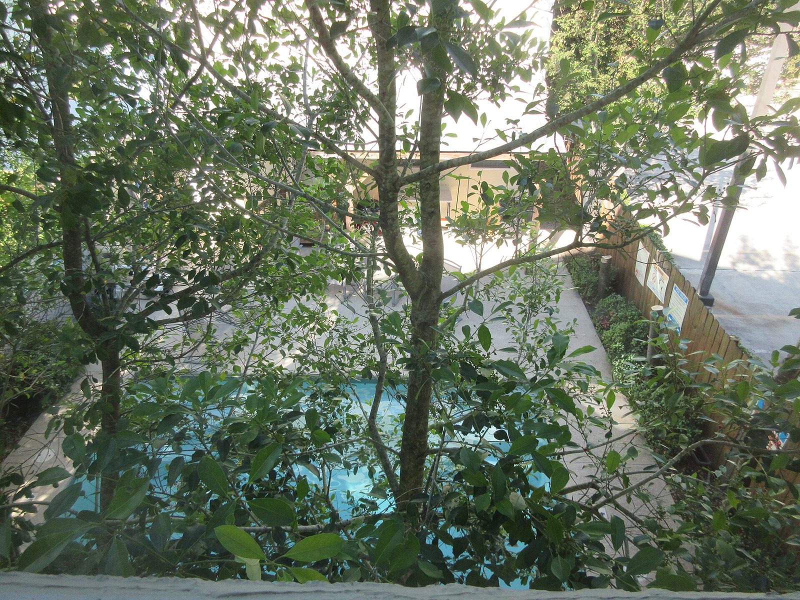 Backyard swimming pool of a suburban home