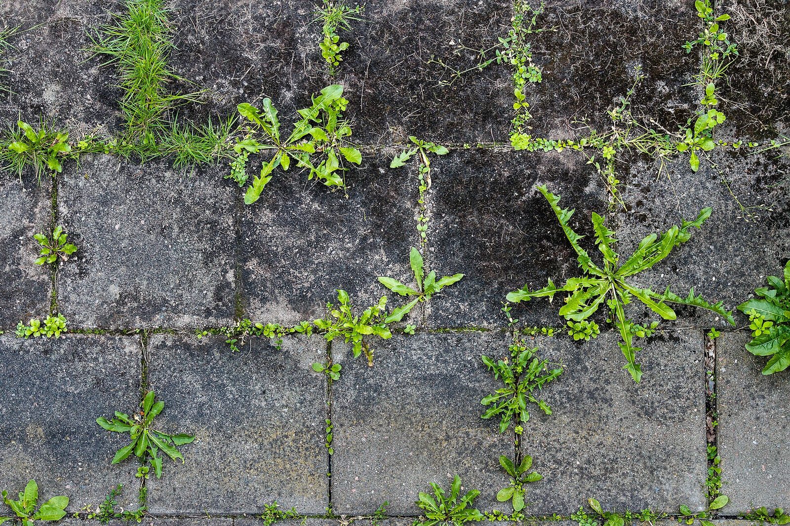 Crack running through outdoor concrete slabs